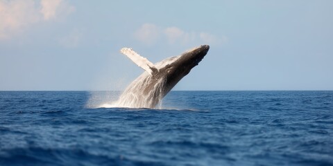 Fototapeta premium Whale breaches the ocean surface near coastline on a clear sunny day