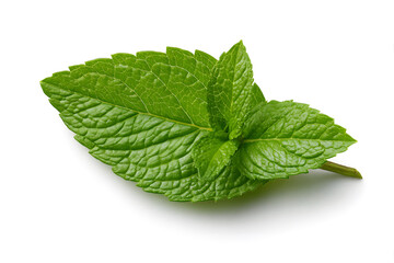 Fresh mint leaves arranged on a white background highlighting their vibrant green color and texture