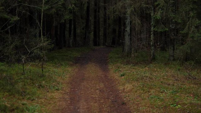 Earth Track Through Dense Evergreen Forest Leads Into Shadowed Horizon, Strong Leading Lines And Quiet Atmosphere Evoke Journey And Reflection, Suited For Travel Films, Runner Or Cyclist