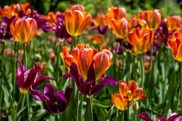 Colorful tulips blooming in a garden