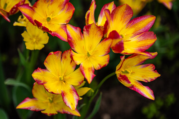Obraz premium Yellow and red tulips in full bloom