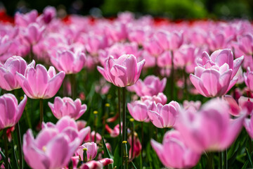 Obraz premium Pink tulip field in full bloom