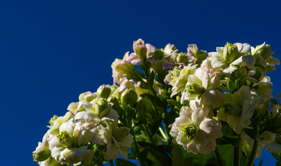 カランコエの花