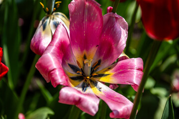 Close up of pink tulip flower in a garden