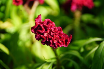 Red cockscomb flower in selective focus against soft green blurred background, showcasing vibrant texture, natural beauty, and floral detail.