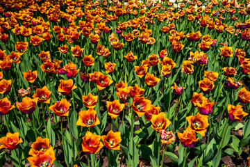Field of orange and red tulips in full bloom
