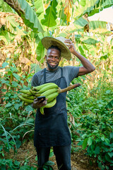 An African male farmer wearing a straw hat and apron smiles while holding a bunch of green bananas and a smartphone in a lush banana plantation.