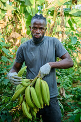 An African male farmer wearing gloves stands in a banana plantation holding and inspecting a fresh bunch of green bananas surrounded by lush tropical foliage.