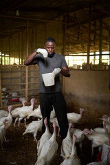 An African male farm worker stands inside an indoor poultry house sprinkling feed from a plastic container while white turkeys gather on the dirt floor around him.