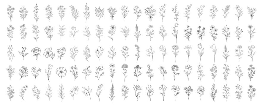 Hand drawn floral line art collection, botanical flower illustrations and wild plants in outline style, elegant sketch flowers for design decoration and branding on transparent background