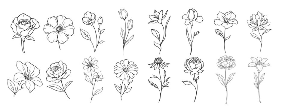 Hand drawn floral line art collection, botanical flower illustrations and wild plants in outline style, elegant sketch flowers for design decoration and branding on transparent background