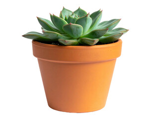 A succulent plant in a terracotta pot, isolated with a transparent background