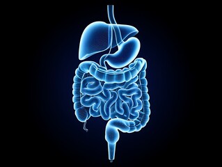 Detailed illustration of the human digestive system in blue