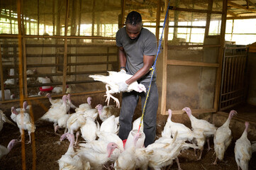 A Nigerian male farm worker wearing gloves lifts a white turkey while other turkeys gather around a hanging feeder inside an indoor poultry house with wooden walls and littered floor.