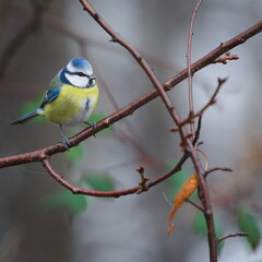 Blue Tit (Cyanistes caeruleus) perched on bare twigs in winter vegetation &ndash; common songbird in the Czech Republic