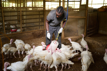 A Nigerian male farmer wearing gloves adjusts a hanging poultry feeder while white turkeys crowd around and feed on the littered floor inside an indoor poultry barn.