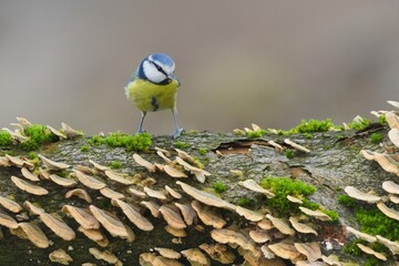 Blue tit (canistes caeruleus) perched on a mossy branch. Common bird species in Czech republic. © czjonyyy