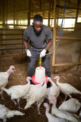 A Nigerian male farmer wearing gloves adjusts a hanging poultry feeder as white turkeys gather and feed inside an indoor poultry barn during routine farm work.