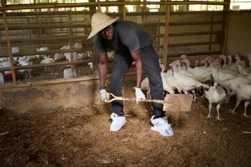 Young Nigerian male poultry farmer bending inside an indoor turkey farm, shoveling soil while wearing gloves, a straw hat, and protective shoe covers as white turkeys gather behind him.