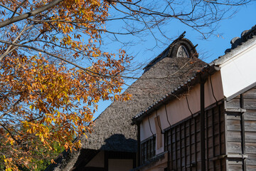 茅葺屋根と黄葉
