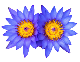 Vivid, close-up view of two open water lilies, blue petals, yellow center
