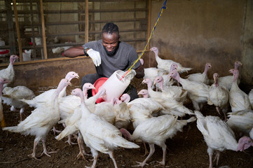 Young African male poultry farmer crouching inside an indoor turkey farm, smiling while adjusting a hanging feeder with gloved hands as white turkeys gather closely around him.