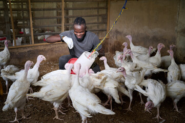 Young African male poultry farmer crouching inside an indoor turkey farm, smiling while adjusting a hanging feeder with gloved hands as white turkeys gather closely around him.