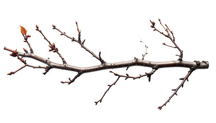 Barren branch with buds and tiny leaves, isolated on black