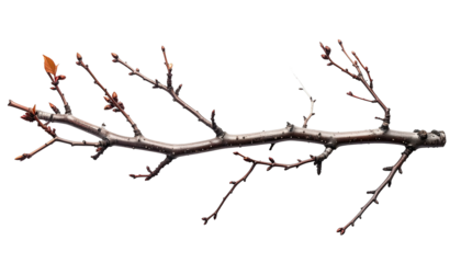 Barren branch with buds and tiny leaves, isolated on black