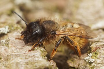Fototapeta premium Closeup on a female red mason bee, Osmia rufa on a piece of wood in the garden