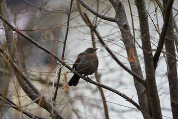 Female blackbird turdus merula in the wild at Swiss city of Z&uuml;rich on a foggy winter day. Photo taken December 22nd, 2025, Zurich, Switzerland.