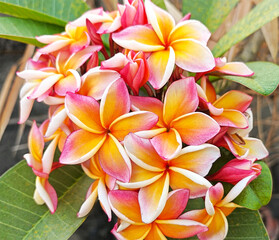 Beautiful frangipani flowers in natural pastel tones of orange, yellow, and pink, tropical and soft aesthetic.