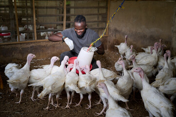 Young African male poultry farmer crouching inside an indoor turkey farm, smiling while adjusting a hanging feeder with gloved hands as white turkeys gather closely around him.