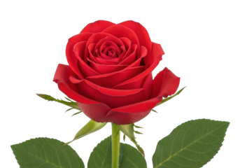 A single vibrant red rose with green leaves and stem, isolated on transparent background, symbolizing love and romance