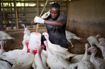 Young African male poultry farmer kneeling inside an indoor turkey farm, adjusting a hanging feeder with gloved hands while white turkeys gather closely around him.