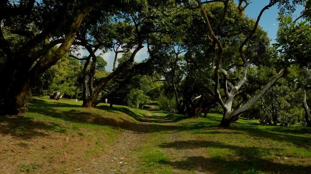 DRONE: SLOW DOLLY IN SHOT BETWEEN THE AVOCADO TREES AT AN AVOCADO FARM IN MICHOACAN
