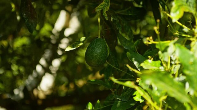 SLOW MOTION ZOOM OUT CLOSE UP SHOT OF A SINGLE AVOCADO HANGING IN MID SHADOW