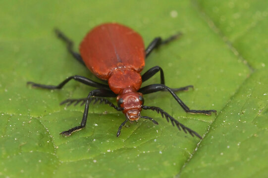 Closeup on a Red-headed Cardinal Beetle, Pyrochroa serraticornis sitting on a green leaf