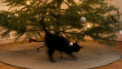 Black cat near Christmas tree