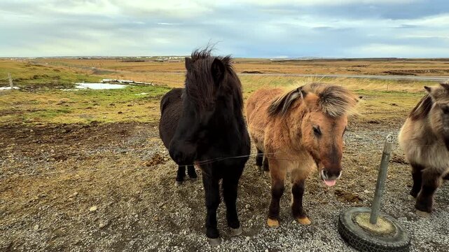 Miniature, Icelandic horses or ponies stand resilient against the blustery wind in a vast, open pasture at daytime