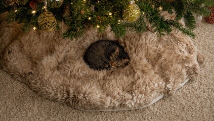 Cat sleeping under decorated Christmas tree