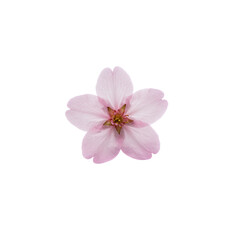 Obraz premium Delicate pink flower with five petals isolated