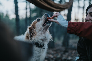 Dog eagerly receives a treat from a person on a forest hike. Outdoors scene shows a dog and a hiker...