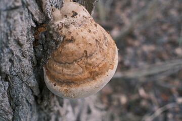 Close-up of bracket fungi growing on a tree trunk in a forest. Detailed textures of bark and mushroom layers, natural earthy colors, woodland ecology concept, decay and life cycle in nature.