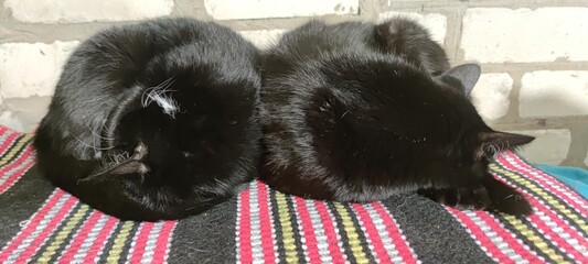 Two cats are sleeping curled up in a ball