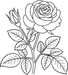 Delicate rose illustration