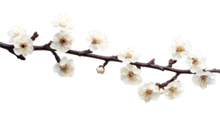Plum blossom branch with delicate flowers winter seasonal symbol on transparent background