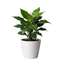 Green Houseplant With Glossy Leaves in White Pot