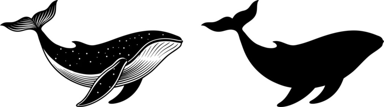 vector illustration of a whale 
