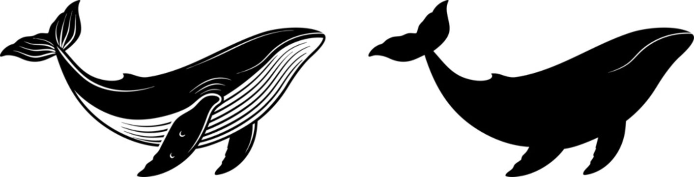 vector illustration of a whale isolated on transparent background